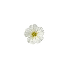 Obraz premium Soft and pure white buttercup with delicate rounded petals and a golden center set against a clean white background