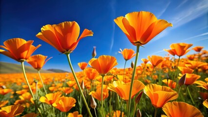Obraz premium Field of bright orange California poppies swaying gently in the breeze with a clear blue sky above, wildflower field, floral field
