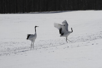 Cranes of Hokkaido
