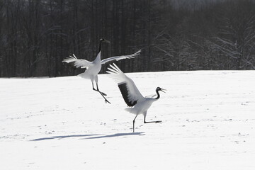 Cranes of Hokkaido