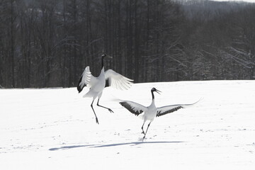 Cranes of Hokkaido