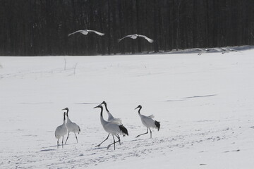 Cranes of Hokkaido