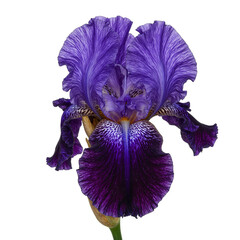 Vibrant purple iris with detailed petals exuding elegance and uniqueness against a clean white backdrop
