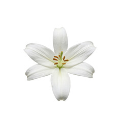 A delicate white lily flower with smooth petals and a golden center symbolizing purity and grace