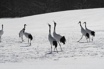 Cranes of Hokkaido