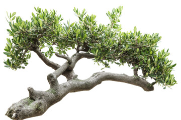 Fototapeta premium branch of a olive tree with leaves isolated on white or transparent png