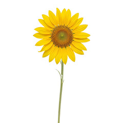 Vibrant yellow sunflower with large petals and golden center exuding warmth and positivity on a white background