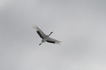 Cranes of Hokkaido
