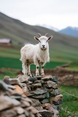 Obraz premium Young goat on a stone wall