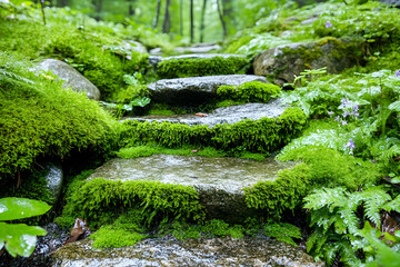 Mossy stone steps cascade through lush, green forest scenery. Peaceful nature scene