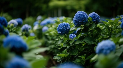 Vibrant blue hydrangeas in a garden (1)