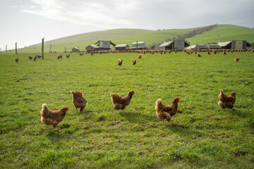 free range chicken farm with chook tractors and guardian dogs