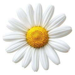 Daisy's Sunshine Center: A single, pristine daisy, its radiant white petals encircling a vibrant yellow center, presents a timeless symbol of purity and natural elegance. 