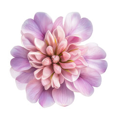 Fototapeta premium Dahlia's Delicate Beauty: A close-up, high-angle view showcases a beautiful dahlia, its multiple layers of delicate petals unfurling in shades of pink and lavender, revealing a soft.
