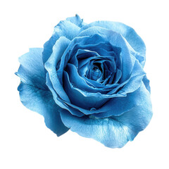 Azure Bloom: A captivating close-up of a vibrant blue rose, its delicate petals unfurling gracefully.