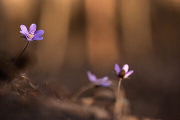 Przylaszczki w lesie, wiosenne tło, wiosna 2025. © Elżbieta Kaps