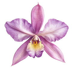 Fototapeta premium Orchid's Grace: A close-up studio shot captures the delicate beauty of a vibrant orchid flower, showcasing intricate petal details in a symphony of purple, white, and yellow hues.