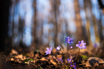 Przylaszczki w lesie, wiosenne tło, wiosna 2025. © Elżbieta Kaps