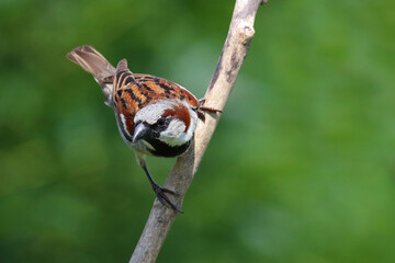 Haussperling / House sparrow / Passer domesticus