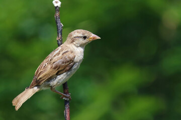 Haussperling / House sparrow / Passer domesticus.