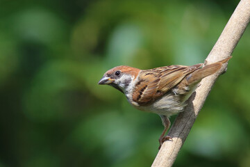 Feldsperling / Eurasian tree sparrow / Passer montanus