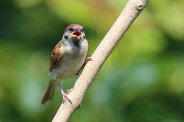 Feldsperling / Eurasian tree sparrow / Passer montanus