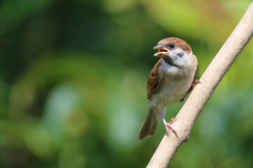 Feldsperling / Eurasian tree sparrow / Passer montanus