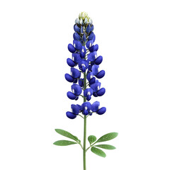 Fototapeta premium Texas Bluebonnet: A vibrant Texas bluebonnet displays its rich blue and green foliage, a symbol of the state's natural beauty