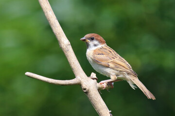 Feldsperling / Eurasian tree sparrow / Passer montanus