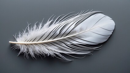 Obraz premium Elegant white feather with black lines on gray background