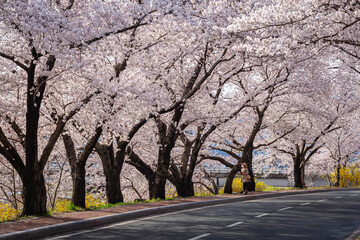 Beautiful cherry blossom tunnel and cherry trees on both sides of the road at the Cherry Blossom Festival in Gyeongju, South Korea.