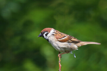 Fototapeta premium Feldsperling / Eurasian tree sparrow / Passer montanus