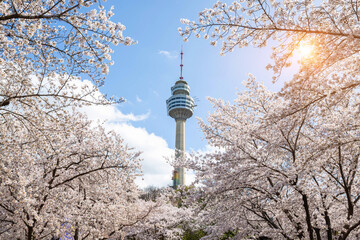 Cherry blossoms blooming in spring at E-World 83 Tower a popular tourist destination. in Daegu,South Korea.