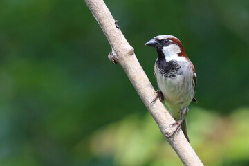 Haussperling / House sparrow / Passer domesticus