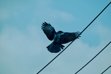 カラスの羽ばたき