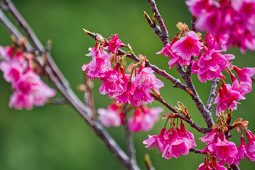 さくら咲く～！