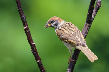 Fototapeta premium Feldsperling / Eurasian tree sparrow / Passer montanus