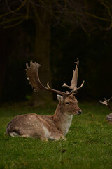 Deer in Ireland