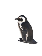 The African penguin (Spheniscus demersus). South Africa