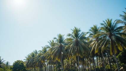 Lush Tropical Palm Trees Against Clear Blue Sky Under Bright Sunshine in a Relaxing Landscape