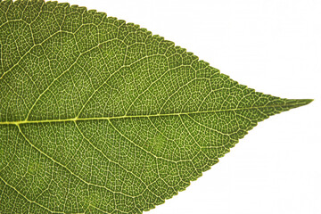 Close-Up of a Leaf with Intricate Veins