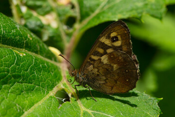 Fototapeta premium The speckled wood (Pararge aegeria) is a typical butterfly of open and light forests