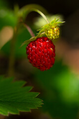 European strawberry or wild strawberry (Fragaria vesca) with a fresh red fruit