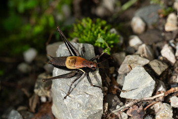 male alpine dark bush-cricket (Pholidoptera aptera)