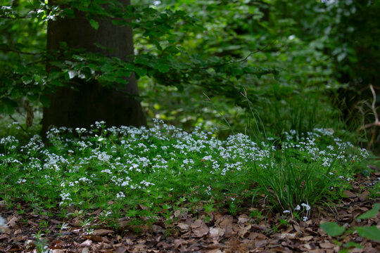 asperulo-fagetum beech forests is a type of biotope protected by ffh directive