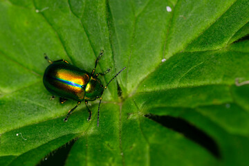 oreina alpestris is a species oif beetles of chrysomelidae
