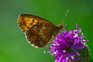 thor's fritillary (Boloria thore) sucking on a pink knapweed (Centaurea spec.)