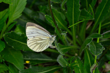 dark-veined white, mountain green-veined white (Pieris bryoniae) is laying eggs at the underside of leaves