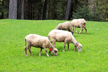 Obraz premium Lambs