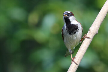 Haussperling / House sparrow / Passer domesticus
